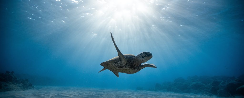 Oceano Atlântico enfrenta sua década mais quente em 3 milênios